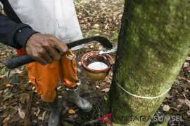 PEMERINTAH SERAP KARET UNTUK DICAMPUR ASPAL Page 2 Small