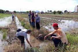 Tanah Bumbu to builds irrigation to increase agricultural yield