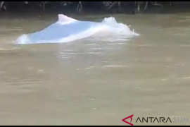 BBKSDA selidiki penyebab kematian lumba-lumba putih di Sungai Kualuh