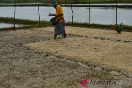 Petani Abdya peroleh bantuan benih padi unggul