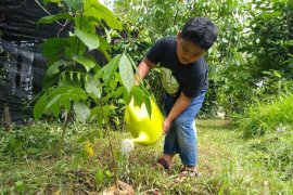 Ratusan Warga Tanam Pohon Di Bantaran SKM
