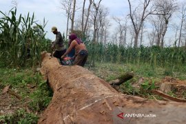 Jagung Kawasan Hutan Bojonegoro Panen Februari