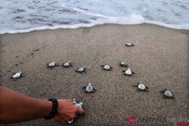 Wisatawan Inggris lepasliarkan tukik di Aceh