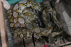 KSDA Lhokseumawe terima ular sanca batik dari PT PAG