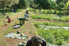 Polbangtan Bogor gelar panen semangka kuning