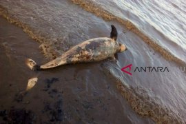 Dua Dugong Mati dalam Sepekan di Riau