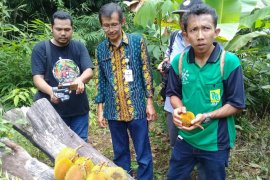 FKH Balangan berkiprah selamatkan buah langka