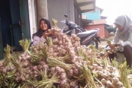Mandiri benih bawang putih dari Desa Batang Sangir