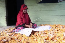 Petani Jagung Riau Page 2 Small