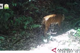 WWF kampanyekan anti perdagangan satwa liar