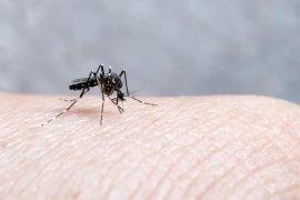 Nyamuk penyebab demam berdarah bisa berubah menggigit sore hari