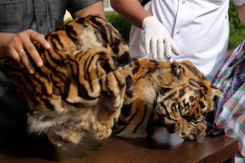 Penggagalan perdagangan kulit harimau