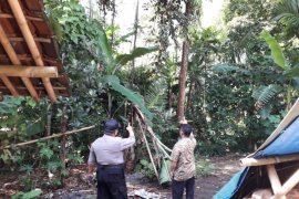 Sejumlah Balita Terluka Akibat Diserang Kera di Lumajang