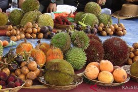 Kontes durian Kiram munculkan aneka species baru