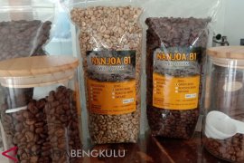 Menyesap filosofi kopi luwak liar khas Kaur