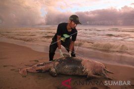 Seekor lumba-lumba ditemukan mati terdampar di pantai