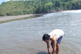 Lumba-lumba Jantan Terdampar di Pantai Serang-Blitar