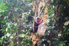 Makan buah duku sepuasnya  Festival "Ngundoh" Duku di Muarojambi