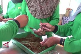 Datangilah Lima Puluh Kota untuk kenali teh gambir