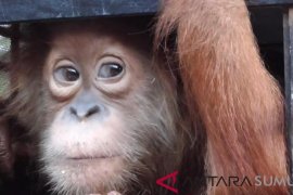 YOSL-OIC evakuasi Orangutan Sumatera dari Aceh