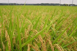 Padi Siganteng ditetapkan sebagai varietas padi unggulan