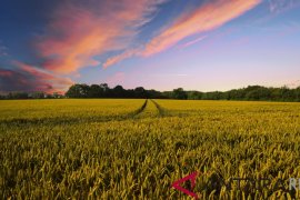 BPS: Petani Riau masih defisit