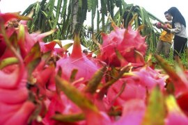Panen buah Naga