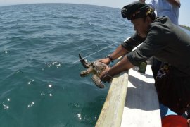 Pelepasan penyu sisik