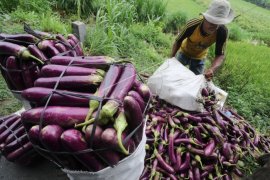 PETANI PERTAHAKAN HARGA JUAL TERONG Page 1 Small