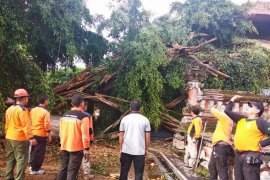 Beringin tumbang timpa wantilan rumah jabatan Gubernur Bali