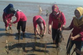 Duta Wisata Pati tanam mangrove di pantai