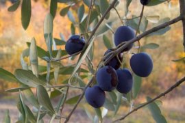 Pohon Zaitun-Almond dekat Nablus dicuri pemukim Yahudi