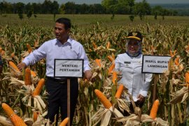 Mentan Optimistis Bisa Ekspor Jagung 500 ribu Ton