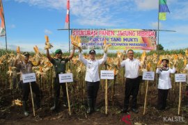 Luas tanam jagung  Batola  2.020 hektare