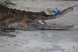 Penyerahan satwa dilindungi