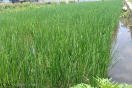 Kementan siapkan 500 ribu hektare lahan pertanian