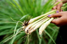 Warga Gorontalo Tanam Serai Usir Nyamuk DBD