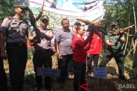 Bupati Bangka dorong petani tanam ubi Casesa