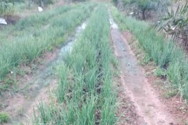 Pulau Moti cocok jadi sentra produksi bawang