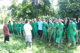 Polbangtan Bogor Siapkan Lahan Tefa Empat Hektare