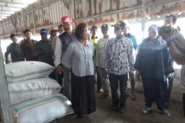 Menteri Susi Apresiasi Budi Daya Rumput Laut Sidoarjo