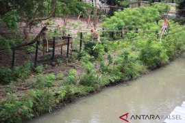 S Kalimantan govt to bring back 20 bekantan from Surabaya Zoo