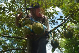 Agrowisata Kalsel diharapkan kembangkan tanaman buah unggulan