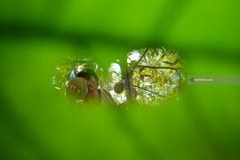 Panen Durian Jombang