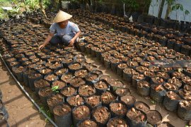 Pembibitan Durian Bido Wonosalam