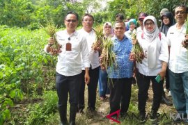 Gapoktan Sumber Makmur kembangkan bawang-tomat satu lahan
