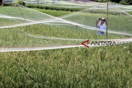 Kisah nyata petani Karawang, tekan biaya produksi sejak pakai pupuk organik