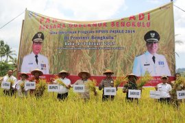 Panen raya, Rohidin gubernur pertama masuk ke Desa Kayu Elang