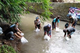 Sebagai upaya pencegahan dari kepanasan Dinas Kelautan dan Perikanan Sumsel tebar benih ikan langka