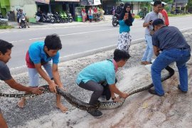 Ular sepanjang empat meter sembunyi di kamar mandi, Joko langsung selamatkan anaknya